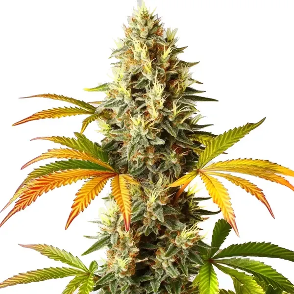 Blimburn Seeds Red Super Skunk Auto cannabis seed packaging with indica autoflower genetics