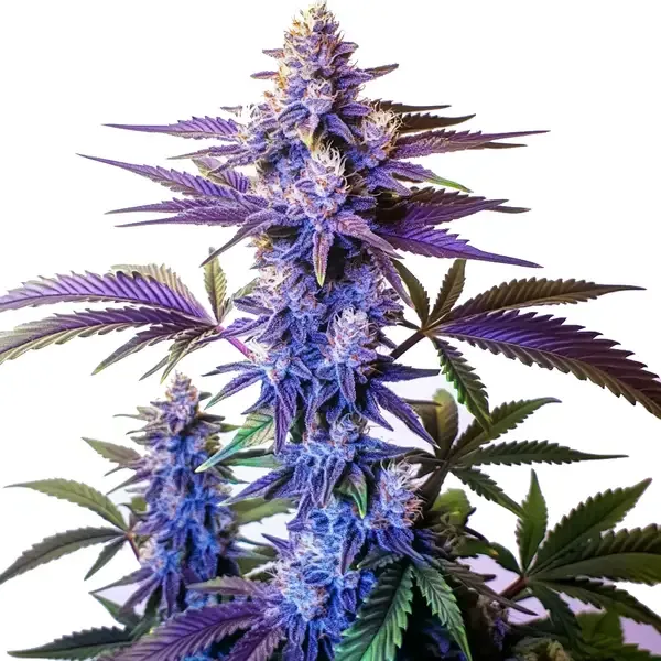 Blimburn Seeds Grand Daddy Purple Fast Version cannabis seeds