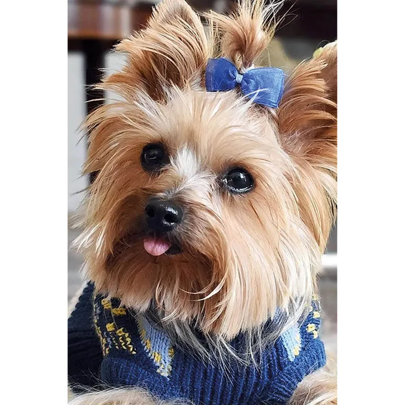 Varvikas 5D Diamond Painting 20×30 cm, Fluffy Fashionista showing well-dressed terrier with sparkly gems