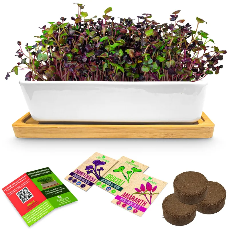 ZestiGreens Ceramic Microgreens Growing Kit with white planter on bamboo tray and organic seed packets