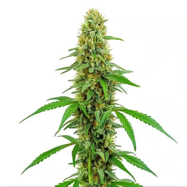 Blimburn Seeds Green Crack cannabis seed packet
