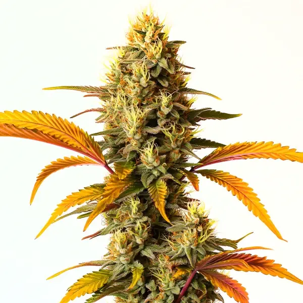 Blimburn Seeds Hellfire OG Auto cannabis seeds