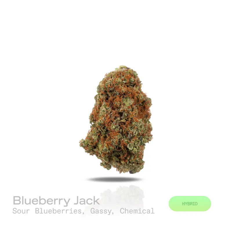 Hipuffy Blueberry Jack THCa Flower indoor hybrid buds with purple and green coloring