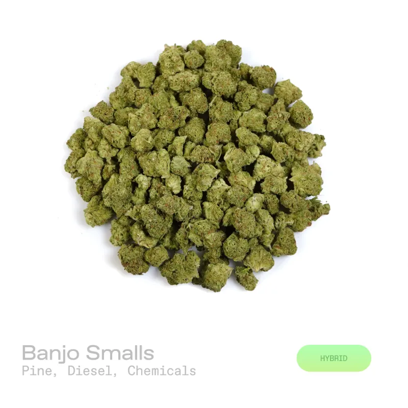 Hipuffy Banjo THCa Flower (Indoor) (Hybrid) showing dense green and purple buds with orange pistils