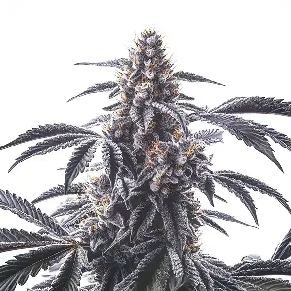 Blimburn Seeds Horchata cannabis seeds package