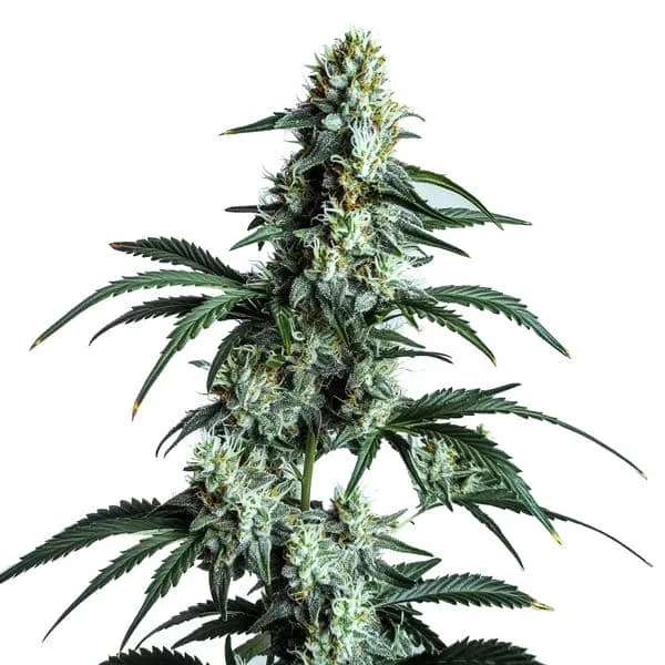 Blimburn Seeds Sour Diesel cannabis seeds