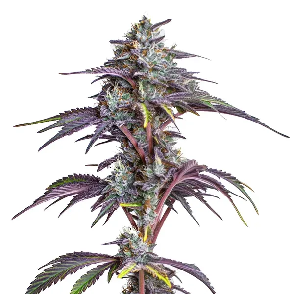 Blimburn Seeds Blackberry Moonstones cannabis seeds packet