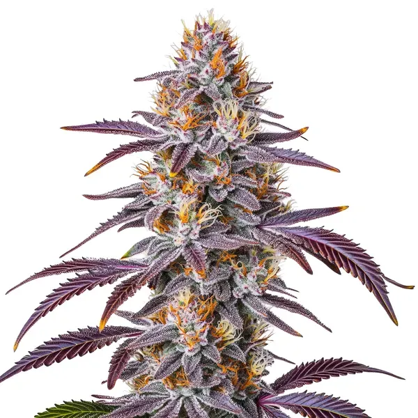 Blimburn Seeds Gelato 33 cannabis seeds
