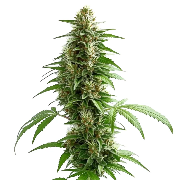 Blimburn Seeds Green Crack Auto cannabis seeds packet