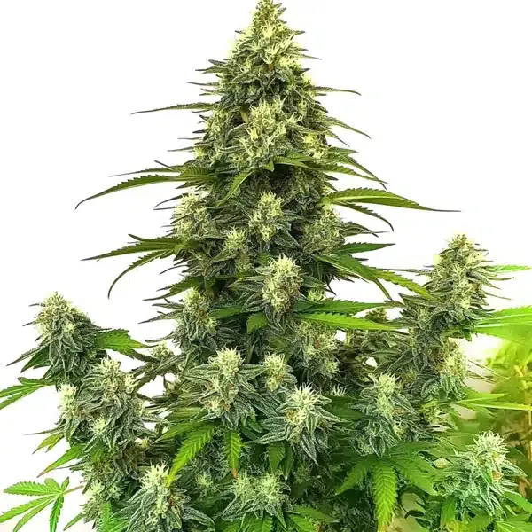 Blimburn Seeds GG4 Autoflower cannabis seeds