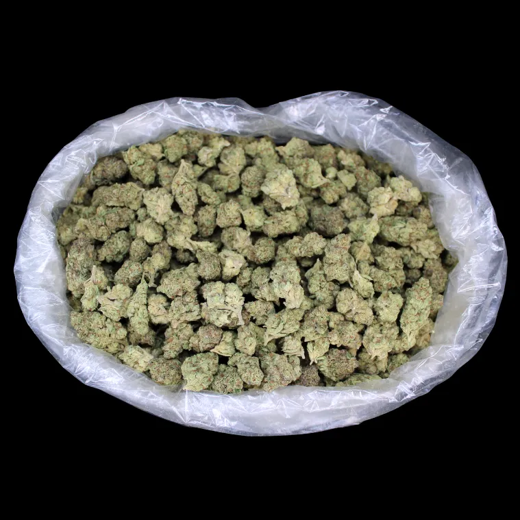 THCA Small Buds Khalifa Mints THCA Flower full-sized fresh buds