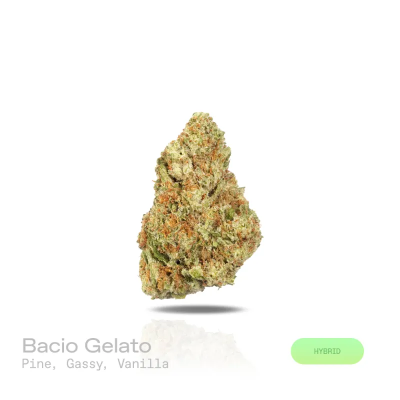 Hipuffy Bacio Gelato THCa Flower indoor hybrid strain with dense chunky green and purple buds