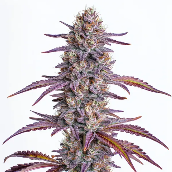 Blimburn Seeds Glookies cannabis seeds package