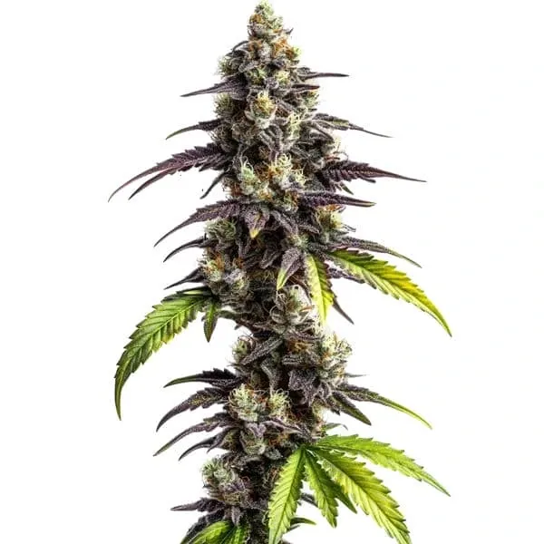 Blimburn Seeds Ghost Train Power cannabis seeds pouch