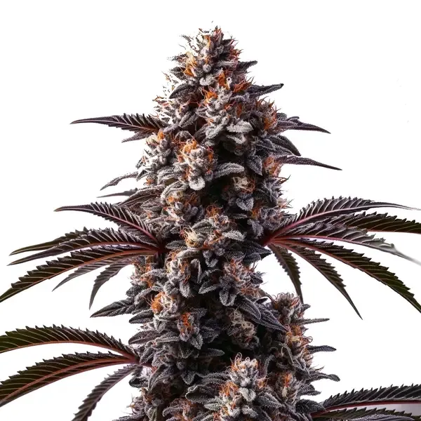 Blimburn Seeds Cement Shoes cannabis seeds packet