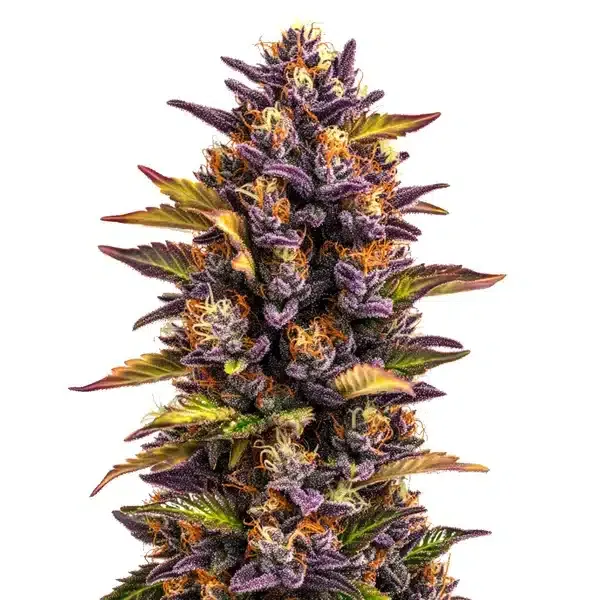 Blimburn Seeds Forbidden Runtz Auto cannabis seeds package