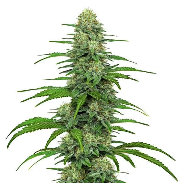 Blimburn Seeds GG4 Gorilla Glue cannabis seed package