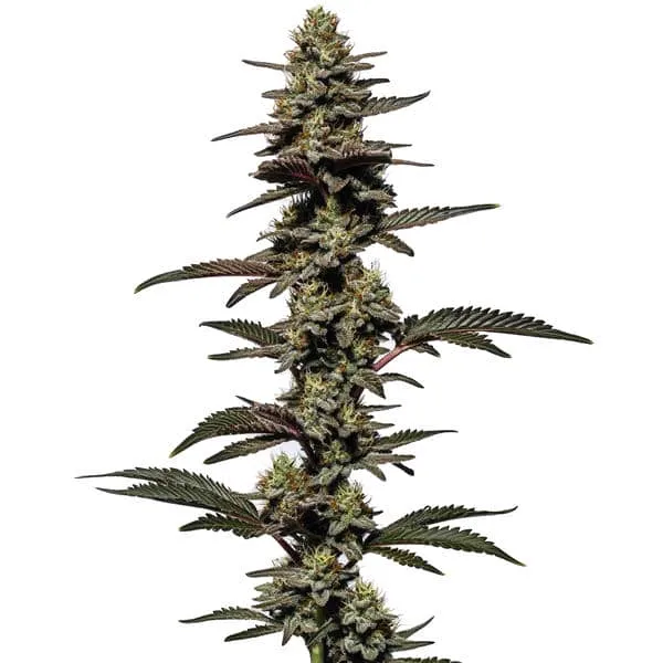 Blimburn Seeds Chocolate Thai Autoflower cannabis seeds