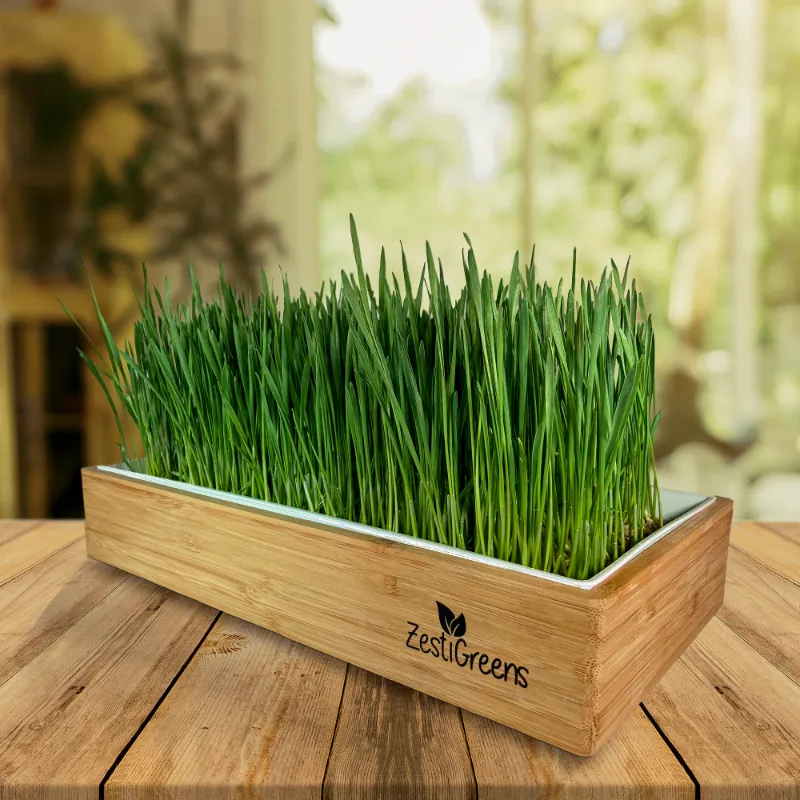 ZestiGreens self-watering organic wheatgrass growing kit with bamboo surround and tray