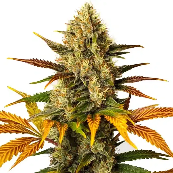 Blimburn Seeds Lemon Tree x Z OG cannabis seed package