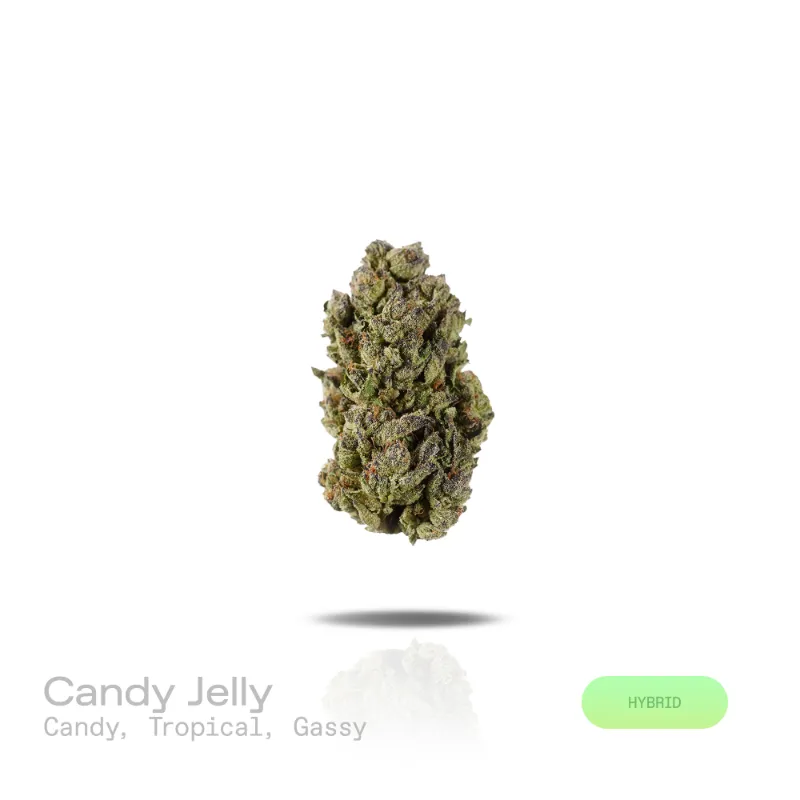 Hipuffy Candy Jelly THCa Flower Indoor Hybrid buds with purple hues