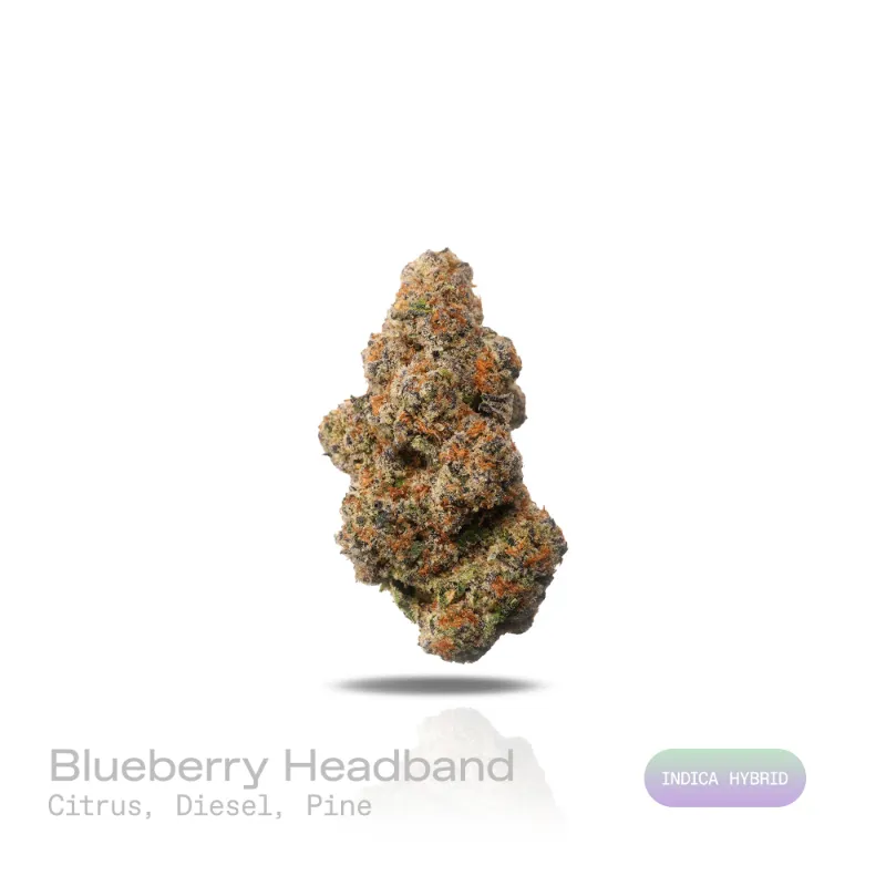 Hipuffy Blueberry Headband THCa Flower exotic indica hybrid buds with orange pistils and frosty trichomes