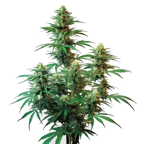 Blimburn Seeds Sour Diesel Autoflower cannabis seeds