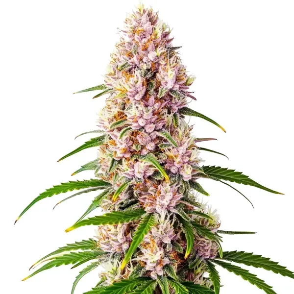 Blimburn Seeds Pink Plant cannabis seeds package