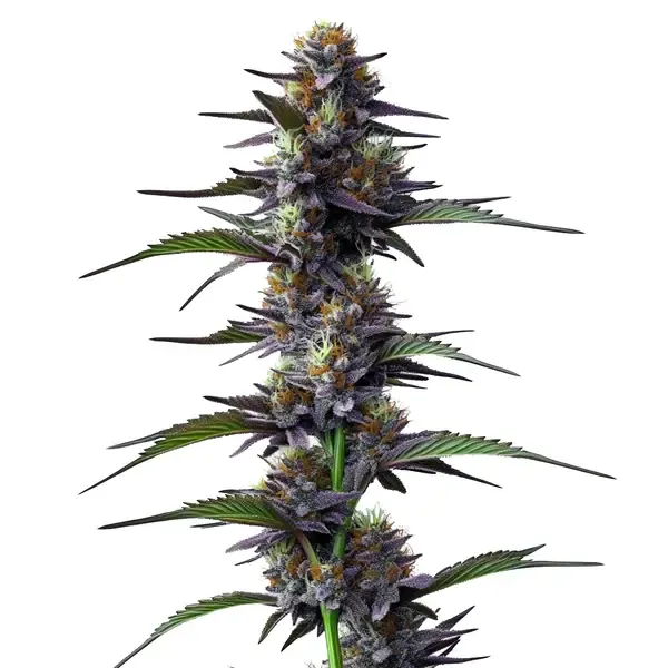 Blimburn Seeds Purple Thai cannabis seed packet