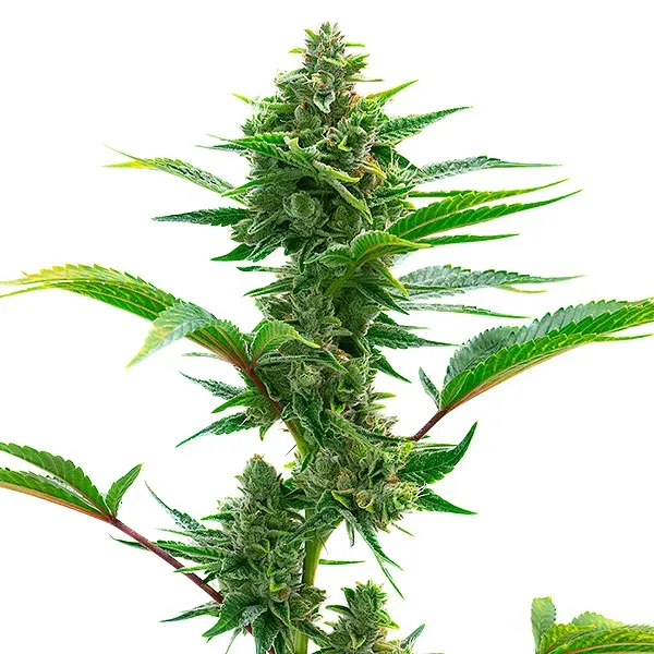 Blimburn Seeds The Toad cannabis seeds