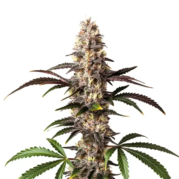 Blimburn Seeds Alaskan Thunderfuck cannabis seeds