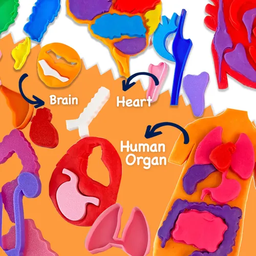 Fun House Toys Human Body Bundle Play Dough Stencil Kit with organ, brain, and heart templates