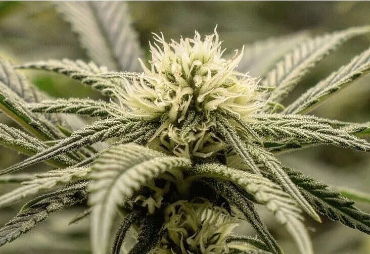 Society's Plant Best THCA Flower Online showing four cannabis strain options